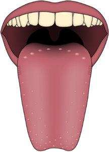Human_tongue_taste_papillae.svg_-216x300